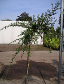 foto2